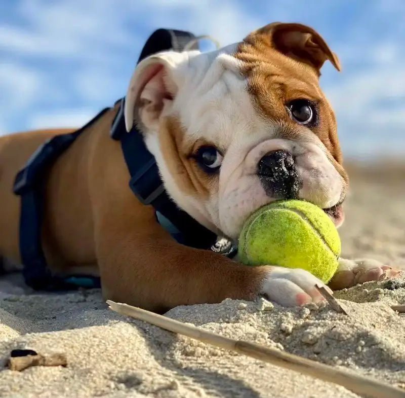 5 Things To Know About Your Bulldog