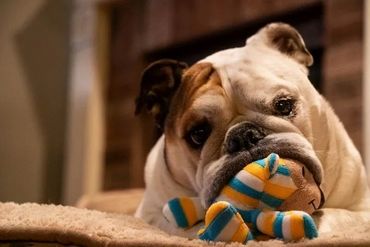 The 5 Things You Should Do For Your Bulldog, Every Day