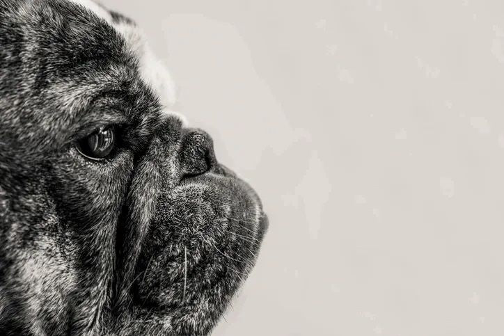 The Battle For Better Bulldog Skin