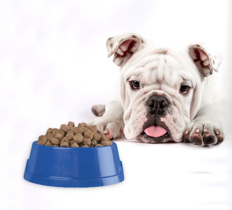 The Best Bulldog Diet for Optimal Health