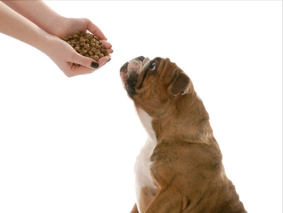 The Six Critical Rules Of Your Bulldog's Diet