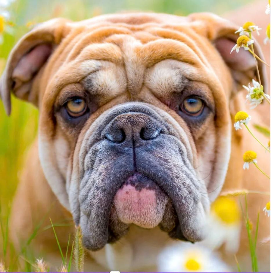 The Six Most Common Bulldog Allergies and Some Possible Remedies