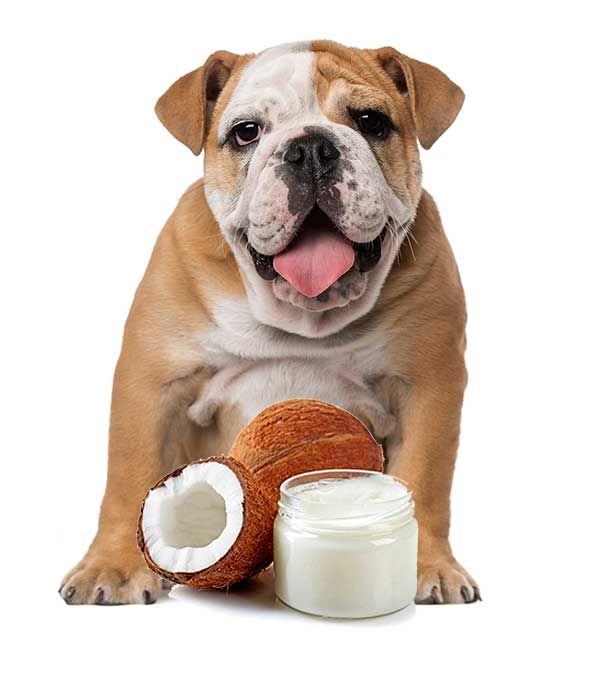 The Top 5 Coconut Oil Uses for Bulldogs