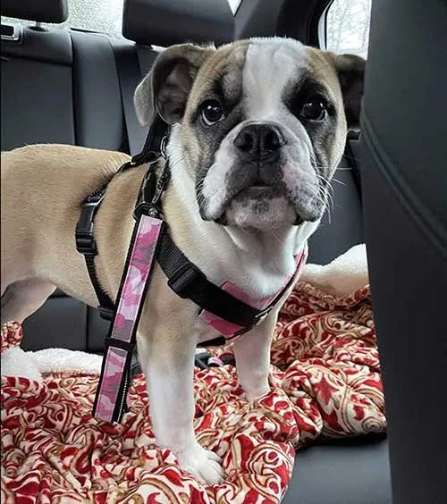 Bulldog Grade Harness + Leash Combo Set