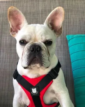 Bulldg Grade Frech Red Bulldog Harness