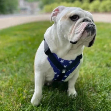 Bulldog Grade Stubborn Stars Bulldog Harness