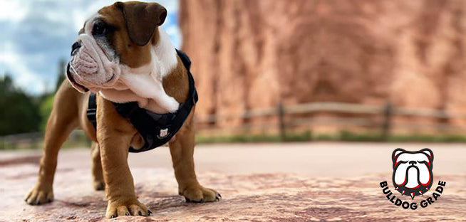 Bulldog Grade | Best Bulldog Harnesses, Leashes & Gear