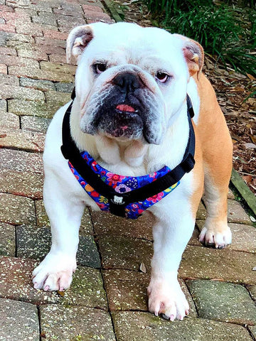 Best Bulldog Harness 2.0 – Bulldog Grade®