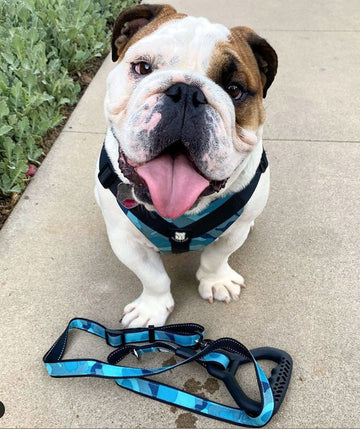 Bulldog Grade - The Loyal Bulldog Leash