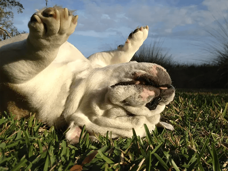 10 Bulldog Habits Only True Bulldog Owners Will Understand