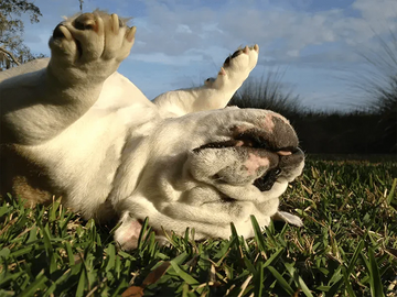 10 Bulldog Habits Only True Bulldog Owners Will Understand - Bulldog Grade