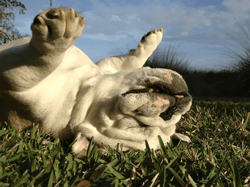 10 Bulldog Habits Only True Bulldog Owners Will Understand - Bulldog Grade