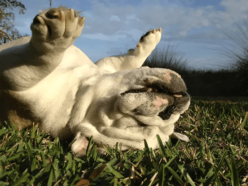10 Bulldog Habits Only True Bulldog Owners Will Understand