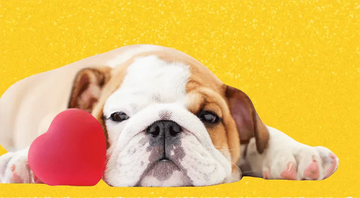 10 Reasons Why Bulldogs Make the Ultimate Valentine ❤️ - Bulldog Grade