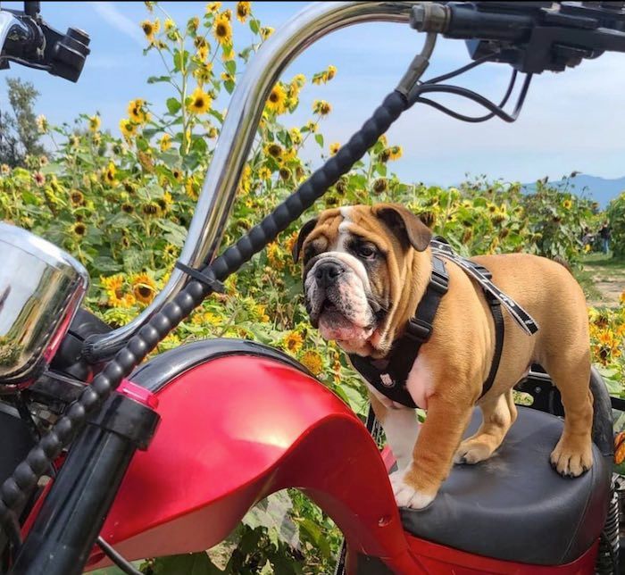 10 Unique Male Bulldog Names