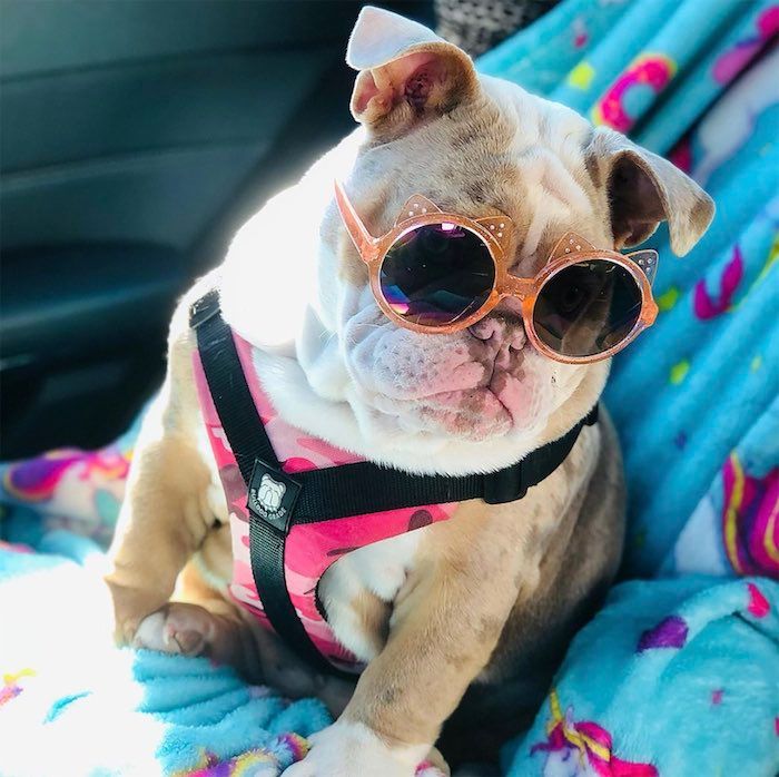 15 Fun Female Bulldog Names