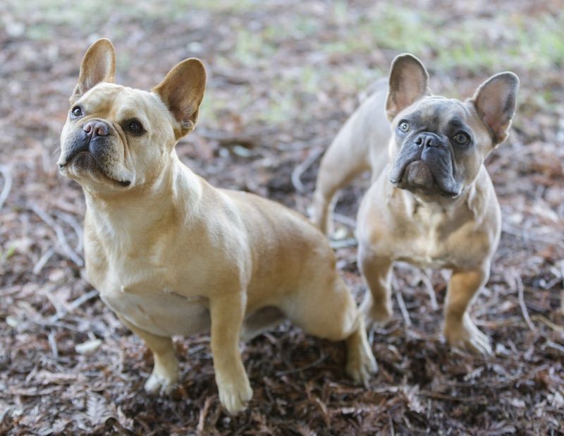 5 Questions About Bulldogs