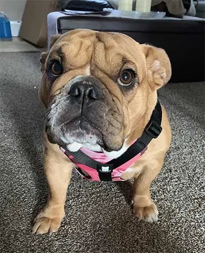 5 out of 5 stars - Fits and is stylish!