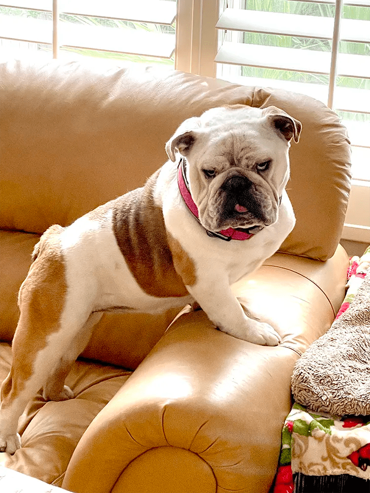 5 Signs Your Bulldog Runs The House 🏡🐾