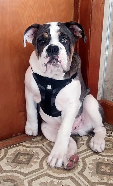 5 stars and 2 thumbs up. Houdini loves it!!! - Bulldog Grade