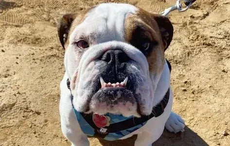 Have You Noticed My Bulldog Grade Harness??