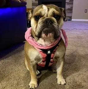 Highly Recommend Bulldog Grade!