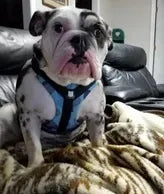 Perfect for my Bulldog