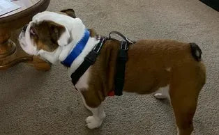 Love the Harness