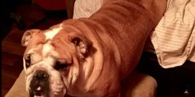 Finally a harness that's will for my 90lb English...Lil' Larry!!! We are both thrilled!