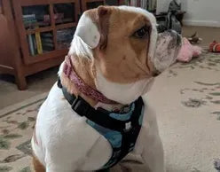 Thanks for the new harness. It fits great!