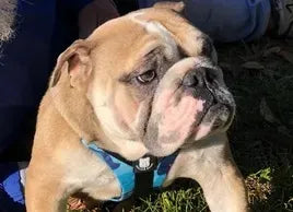 Best Durable Bully Vest