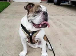 Original No Pull Harness - XL - Khaki Camo