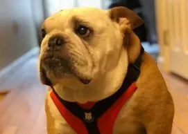 Original No Pull Harness - XL - Bulldog Red