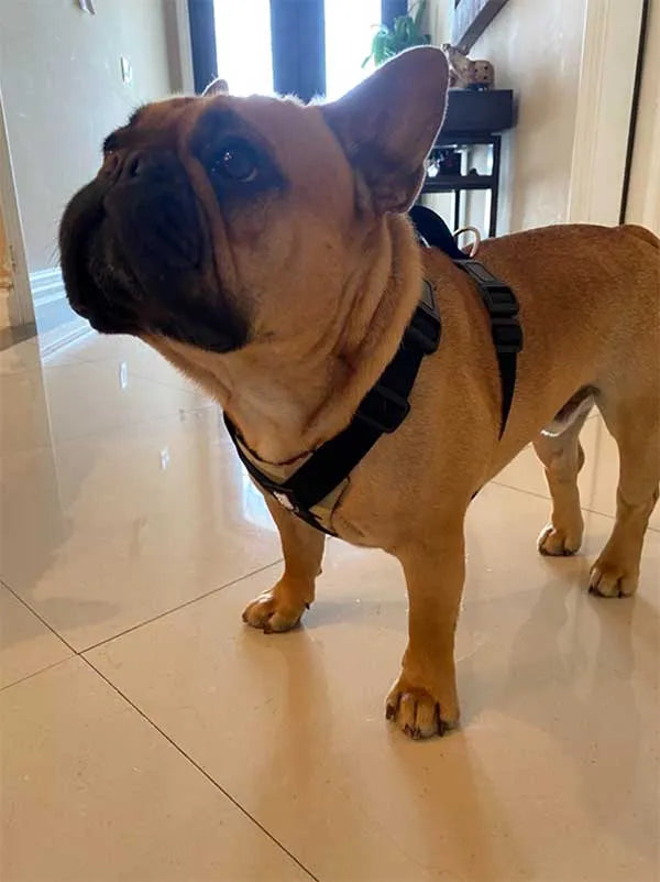 Best harness and customer service!