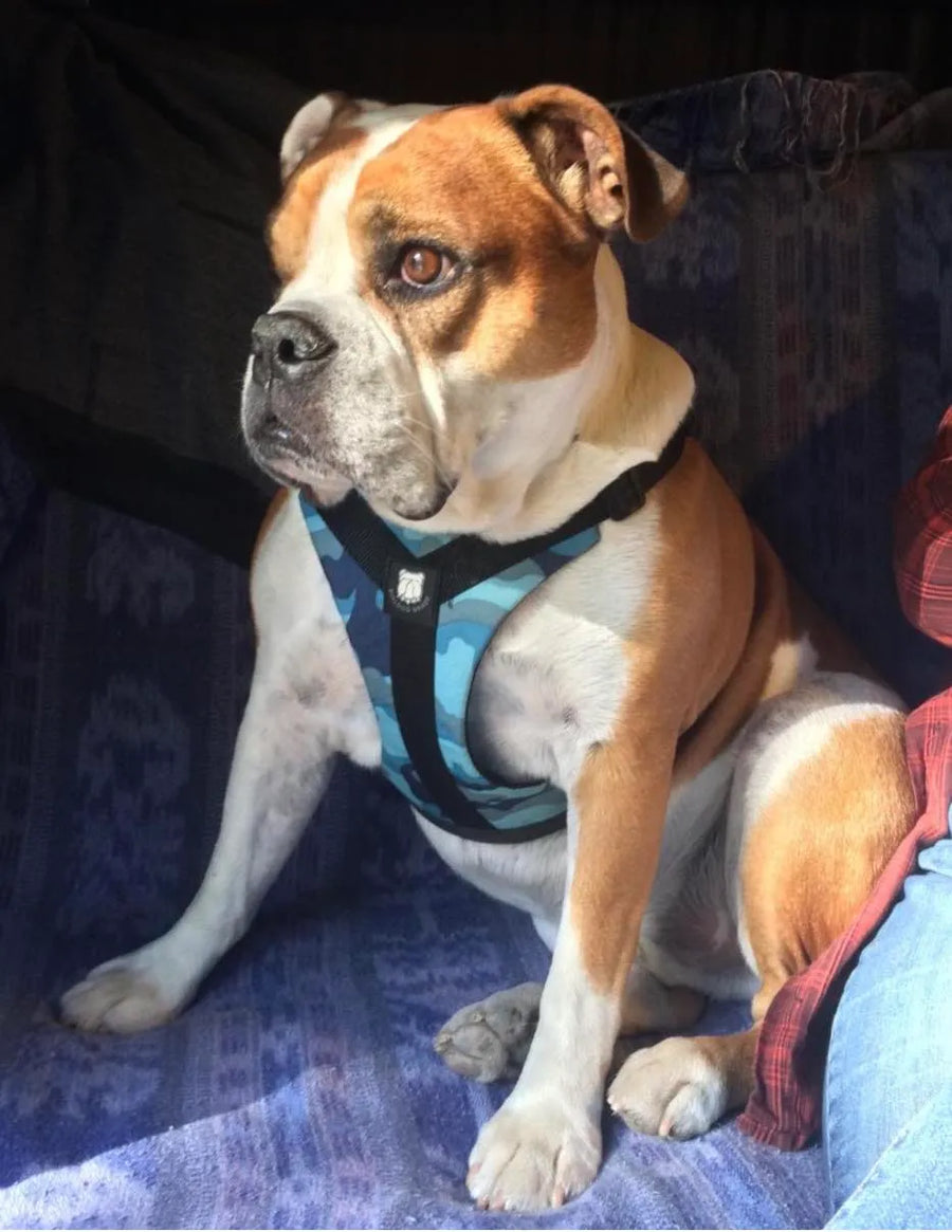 Happy Bulldog, Happy Owner!