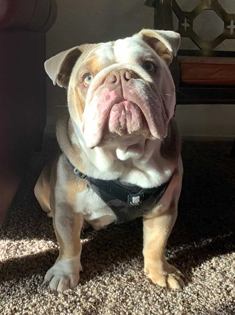 Fits My English Bulldog Perfectly!