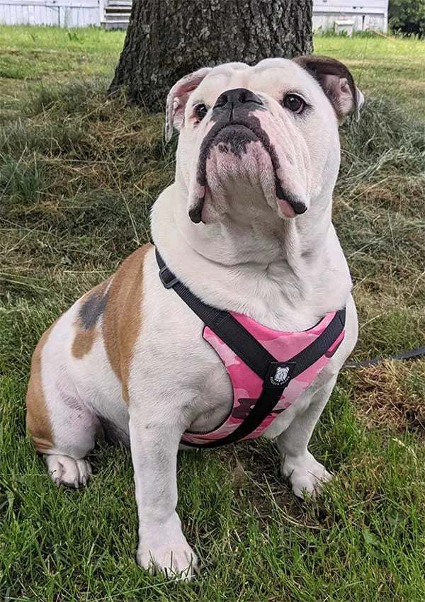 Perfect Harness for Bulldogs!