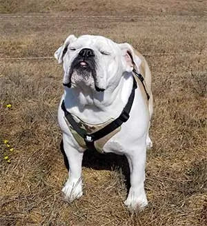 Best Harness!