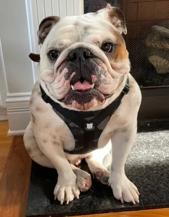 Perfect For Otis