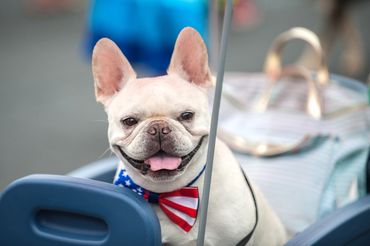 Fireworks and Your Bulldog