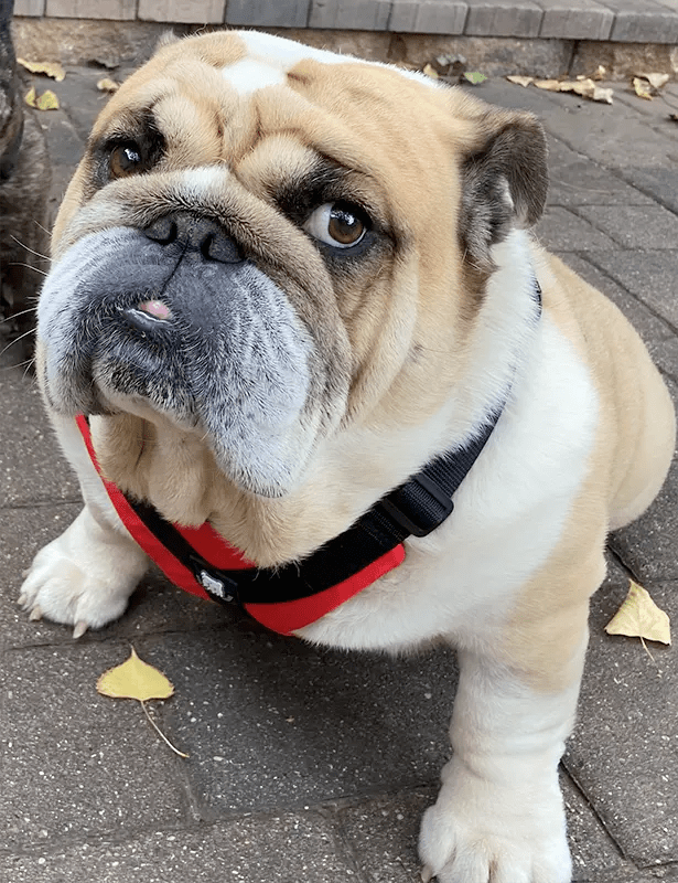 7 Weird Bulldog Noises Explained
