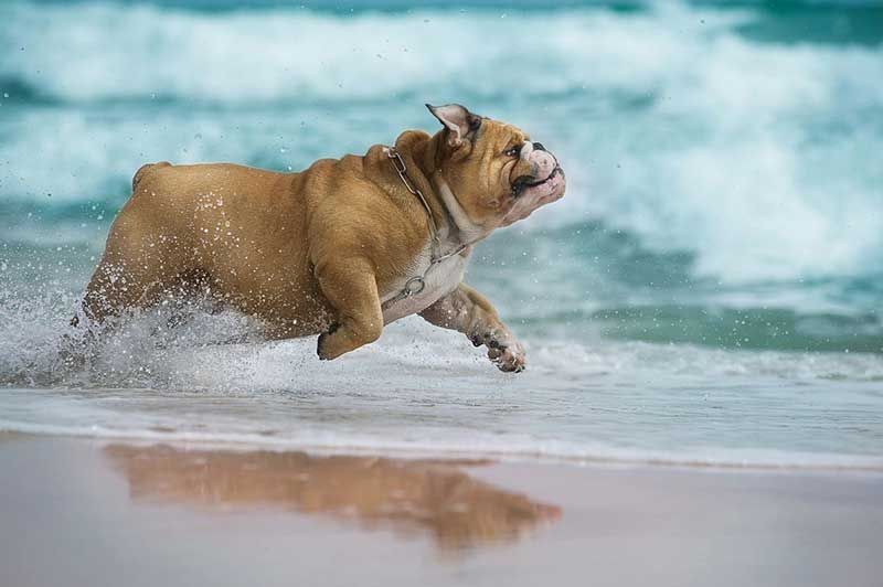 The Fine Art of Exercising Your Bulldog