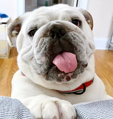 Happy 9th Birthday, Biscuit: 7 Things Every Bulldog Owner Should Know About Senior Bulldogs