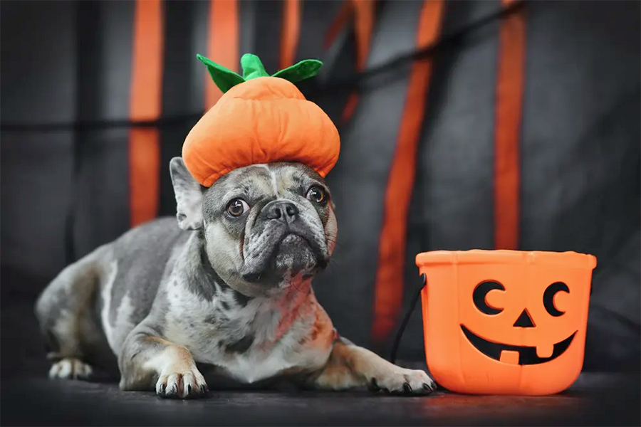 How to Keep Halloween From Scaring the Wrinkles Off Your Bulldog