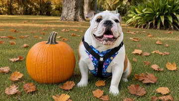 How to Keep Your Bulldog From Turning Into a Pumpkin This Fall