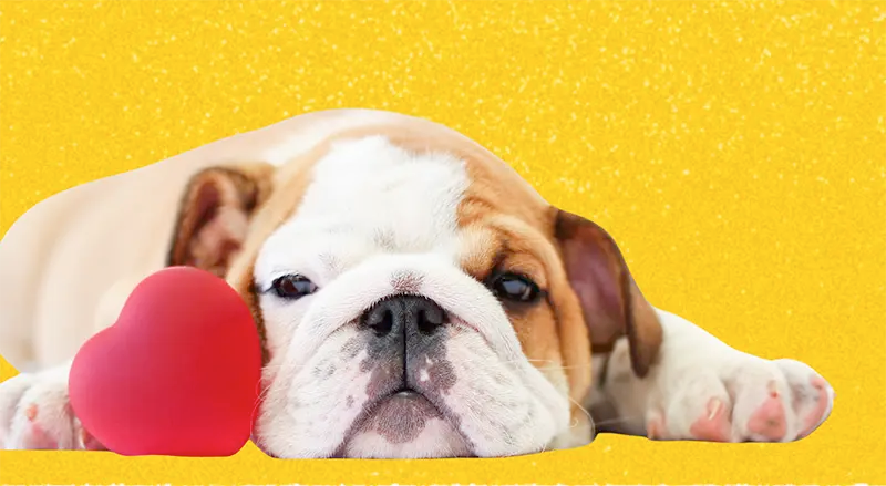 10 Reasons Why Bulldogs Make the Ultimate Valentine ❤️