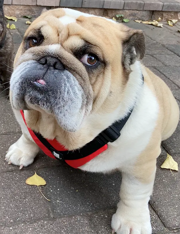 7 Weird Bulldog Noises Explained