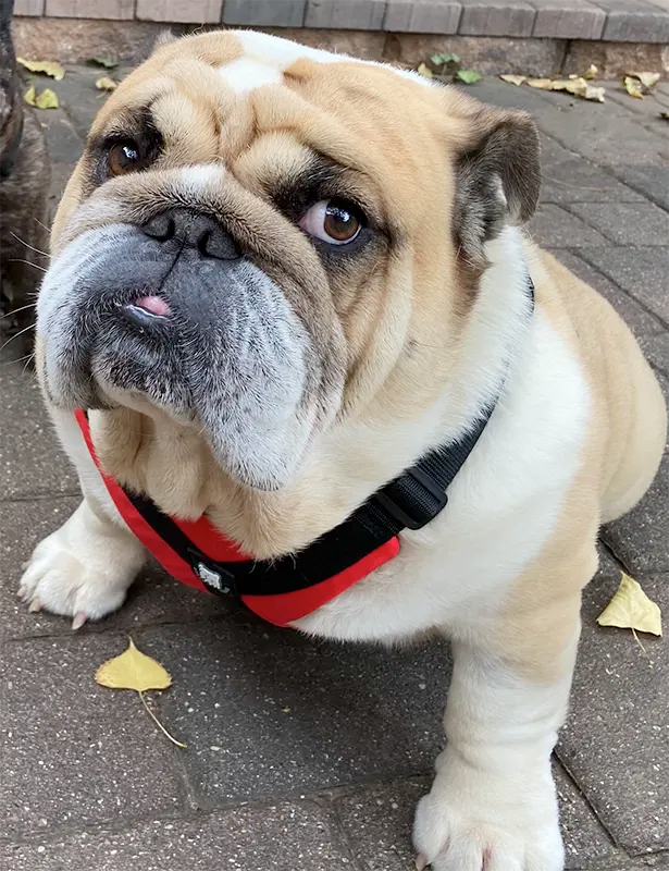 7 Weird Bulldog Noises Explained