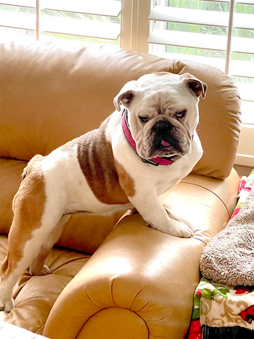 5 Signs Your Bulldog Runs The House 🏡🐾