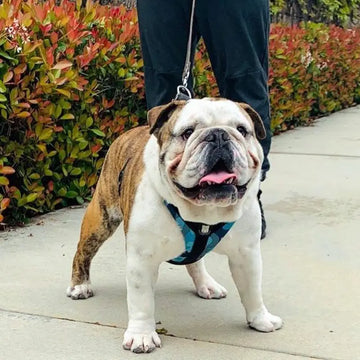 The 5 Types of Bulldogs on Walks (Which One Is Yours?)